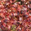 Coprosma (x) Repens Fire Burst -Boutique Pafurme Coprosma x repens Fire Burst IF 16236 1