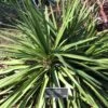 Cordyline Ti Tawhiti 1 Cordyline Ti Tawhiti -Boutique Pafurme Cordyline Ti Tawhiti LD 18255 1