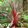 Cordyline Australis Cherry Sensation -Boutique Pafurme Cordyline australis Cherry Sensation 1004552 1