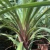 Cordyline Australis Peko 1 Cordyline Australis Peko -Boutique Pafurme Cordyline australis Peko copyright 8998111 1