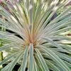 Cordyline Australis Pink Champagne 1 Cordyline Australis Pink Champagne -Boutique Pafurme Cordyline australis Pink Champagne V 1004561 1