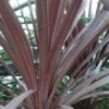 Cordyline Australis Red Star -Boutique Pafurme Cordyline australis Red Star 7900 1