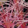 Cordyline Australis Southern Splendour -Boutique Pafurme Cordyline australis Southern Splendour 83278 1