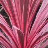 Cordyline Australis Sunrise 2 Cordyline Australis Sunrise -Boutique Pafurme Cordyline australis Sunrise 81583 1