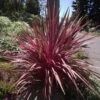 Cordyline Banksii Electric Pink -Boutique Pafurme Cordyline banksii Electric Pink 100458 1