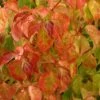 Cornus Sanguinea Magic Flame - Cornouiller Sanguin -Boutique Pafurme Cornus sanguinea Magic Flame 84018 1