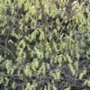 Corylopsis Spicata - Faux Noisetier -Boutique Pafurme Corylopsis spicata ld wallygrom 781583 1