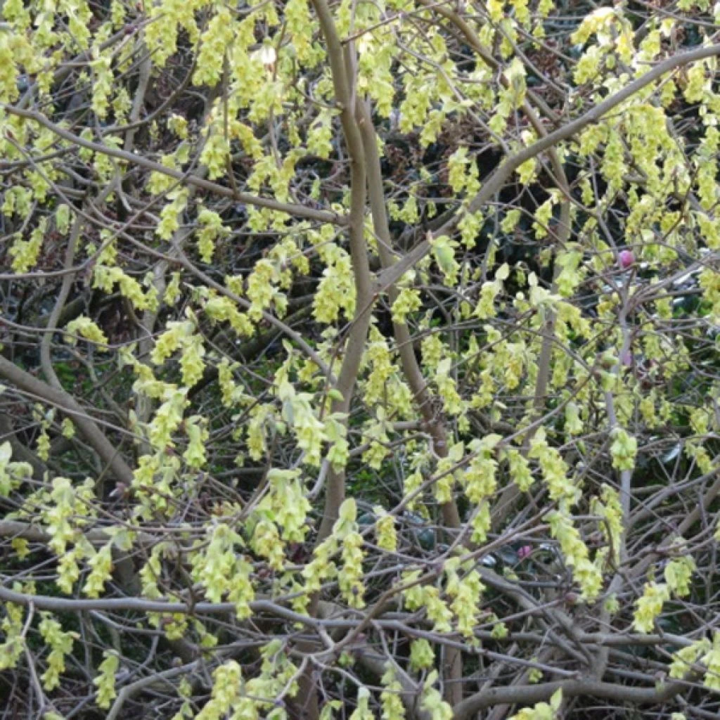 Corylopsis Spicata - Faux Noisetier 3 Corylopsis Spicata - Faux Noisetier