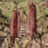 Noisetier Tortueux Pourpre - Corylus Avellana Red Majestic