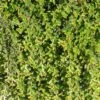 Cotoneaster Adpressus - Cotonéaster Rampant. -Boutique Pafurme Cotoneaster adpressus 84025 1