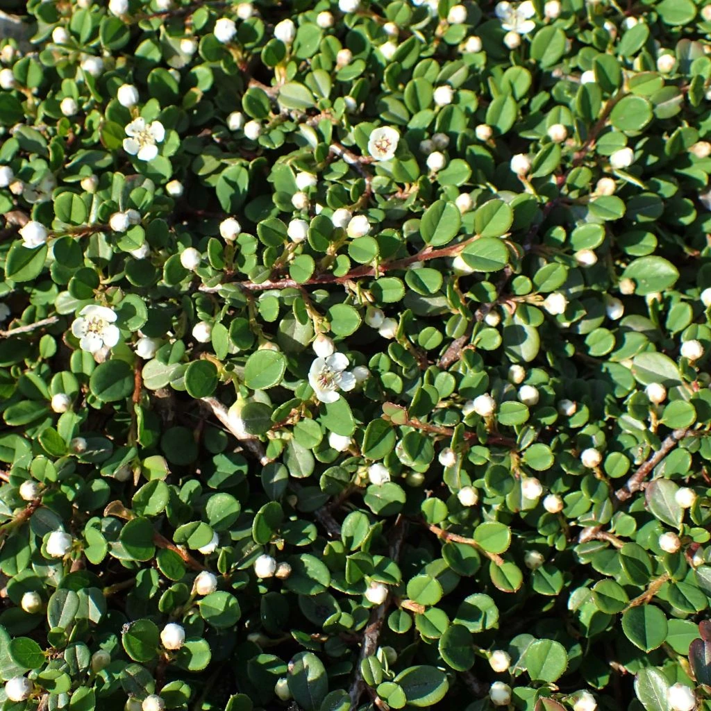 Cotoneaster Congestus 3 Cotoneaster Congestus