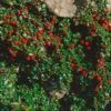 Cotoneaster Procumbens Streibs Findling - Cotonéaster Rampant 1 Cotoneaster Procumbens Streibs Findling - Cotonéaster Rampant -Boutique Pafurme Cotoneaster procumbens Streibs Findling 87474 1