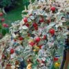 Cotoneaster Suecicus Juliette 1 Cotoneaster Suecicus Juliette -Boutique Pafurme Cotoneaster suecicus Juliette 87231 1