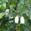 Crinodendron Patagua -Boutique Pafurme Crinodendron patagua 82650 1