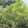 Genêt Ananas - Cytisus Battandieri -Boutique Pafurme Cytisus Battandieri 781928 1