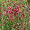 Genêt à Balais - Cytisus Boskoop Ruby -Boutique Pafurme Cytisus Boskoop Ruby 781591 1