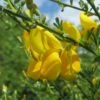 Genêt - Cytisus Golden Sunlight -Boutique Pafurme Cytisus Golden Sunlight 100090 1