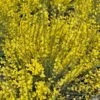 Genêt Précoce - Cytisus Praecox Allgold -Boutique Pafurme Cytisus praecox Allgold 781597 1