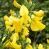 Genêt à Balais - Cytisus Scoparius Vanesse 2 Genêt à Balais - Cytisus Scoparius Vanesse -Boutique Pafurme Cytisus scoparius Vanesse 100095 1