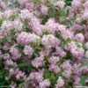 Deutzia Hybride Mont Rose - Deutzie -Boutique Pafurme DEUTZIA HYBRIDA MONT ROSE 781601 1