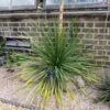 Dasylirion Texanum - Sotol Du Texas -Boutique Pafurme Dasylirion texanum 89888 1