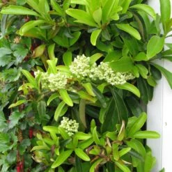 Decumaria Sinensis - Décumaria