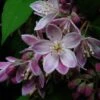 Deutzia Perle Rose - Deutzie -Boutique Pafurme Deutzia Perle Rose 7819 1