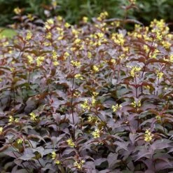 Diervilla Rivularis Troja Black - Diervillée