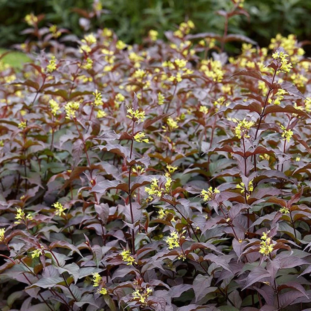 Diervilla Rivularis Troja Black - Diervillée 3 Diervilla Rivularis Troja Black - Diervillée