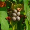 Igname De Chine - Dioscorea Batatas -Boutique Pafurme Dioscorea polystachya 89860 1