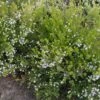 Diosma Hirsuta Sunset Gold - Diosmée Hirsute. -Boutique Pafurme Diosma hirsuta Sunset gold 83300 1