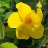 Dipladenia Diamantina Opale Citrine 2.0 - Mandevilla -Boutique Pafurme Dipladenia diamantina opale citrine 164710 2