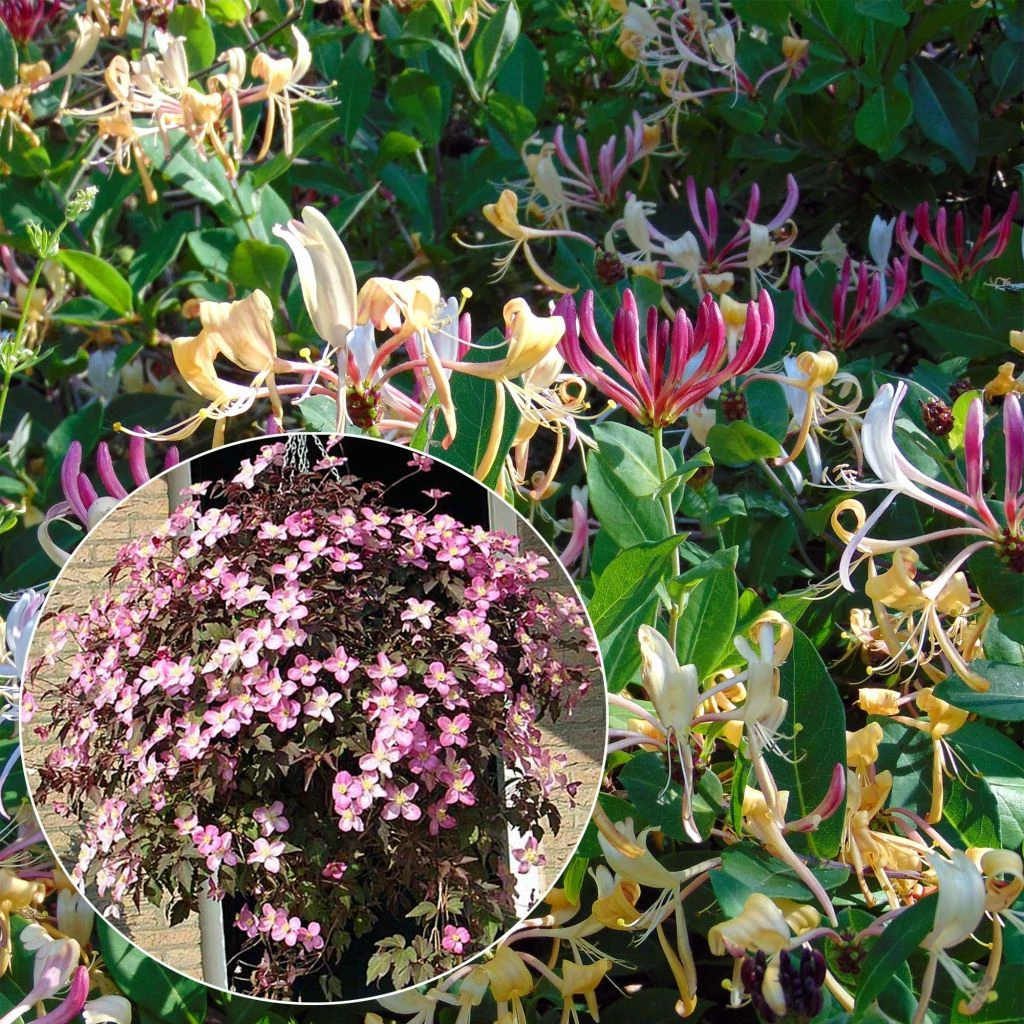 Duo Printanier - Collection De Clématite Et Chèvrefeuille 3 Duo Printanier - Collection De Clématite Et Chèvrefeuille