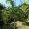 Dypsis Plumosa - Palmier Plumeux -Boutique Pafurme Dypsis plumosa 89853 1