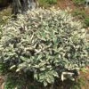 Elaeagnus Pungens Hosuba Fukurin - Chalef Panaché 1 Elaeagnus Pungens Hosuba Fukurin - Chalef Panaché -Boutique Pafurme Elaeagnus pungens Hosuba Fukurin 781598 1