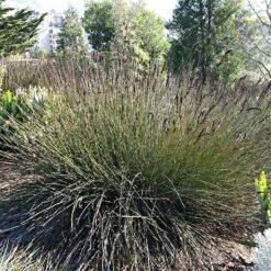 Elegia Elephantina - Restio