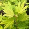 Erable Du Japon - Acer Palmatum Summer Gold -Boutique Pafurme Erable du japon acer palmatum summer gold copyright 8392611 1