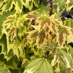 Erable Plane - Acer Platanoides Drummondii