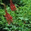 Erythrina X Bidwillii - Arbre Corail -Boutique Pafurme Erythrina x Bidwilli 83309 1