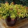 Escallonia Hybride Golden Carpet -Boutique Pafurme Escallonia Golden Carpet 88792 1