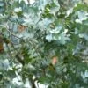 Eucalyptus Cinerea - Gommier Cendré 2 Eucalyptus Cinerea - Gommier Cendré -Boutique Pafurme Eucalyptus cinerea Gommier cendre copyright 18468 1