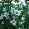 Eucryphia Intermedia Rostrevor -Boutique Pafurme Eucryphia intermedia Rostrevor 781697 1