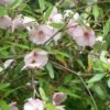 Eucryphia Lucida Ballerina -Boutique Pafurme Eucryphia lucida Ballerina eucryphia luisant V 16660 1