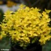 Euonymus Fortunei Goldy - Fusain Persistant -Boutique Pafurme Euonymus fortunei Goldy 88799 1