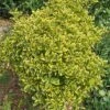 Euonymus Japonicus Aureomarginatus - Fusain Du Japon -Boutique Pafurme Euonymus japonicus Aureomarginatus 84069 1