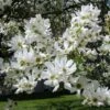 Exochorda Serratifolia Snow White - Arbre Aux Perles -Boutique Pafurme Exochorda serratifolia Snow White 100621 1