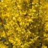 Forsythia Intermedia Week-end - Mimosa De Paris -Boutique Pafurme FORSYTHIA INTERMEDIA WEEK END 781619 1