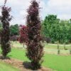 Fagus Sylvatica Dawyck Purple - Hêtre Fastigié Pourpre -Boutique Pafurme Fagus sylvatica Dawyck Purple 87262 1