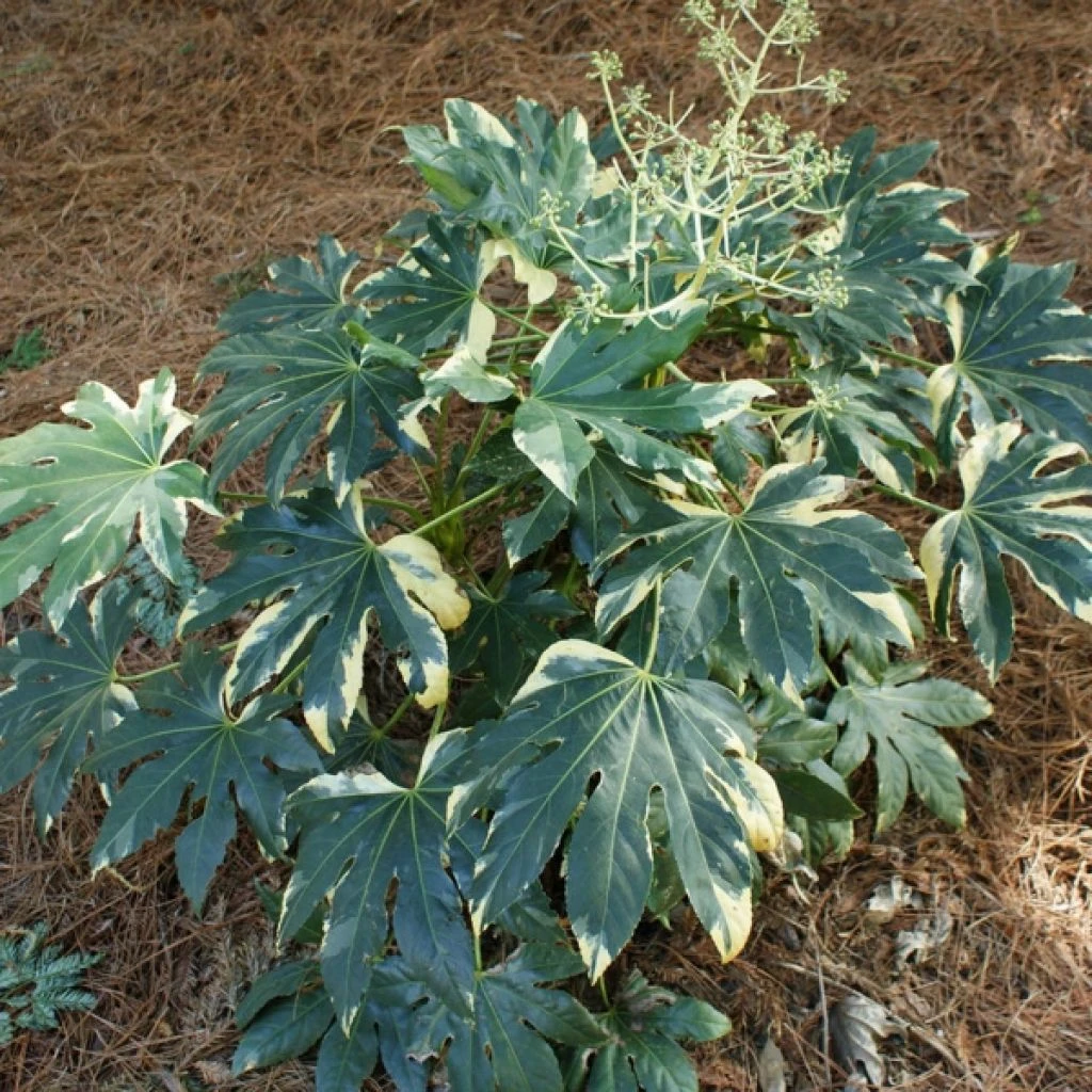 Faux-aralia - Fatsia Japonica Variegata 3 Faux-aralia - Fatsia Japonica Variegata