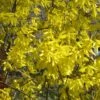 Forsythia Nimbus - Mimosa De Paris Nain -Boutique Pafurme Forsythia Nimbus 82320 1